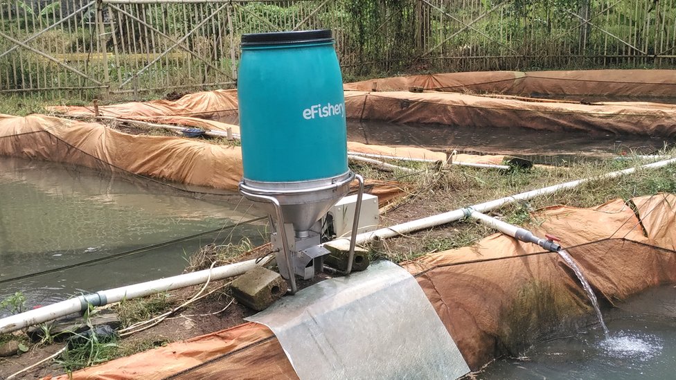 Manajemen Pakan Cerdas (Smart Feeding)