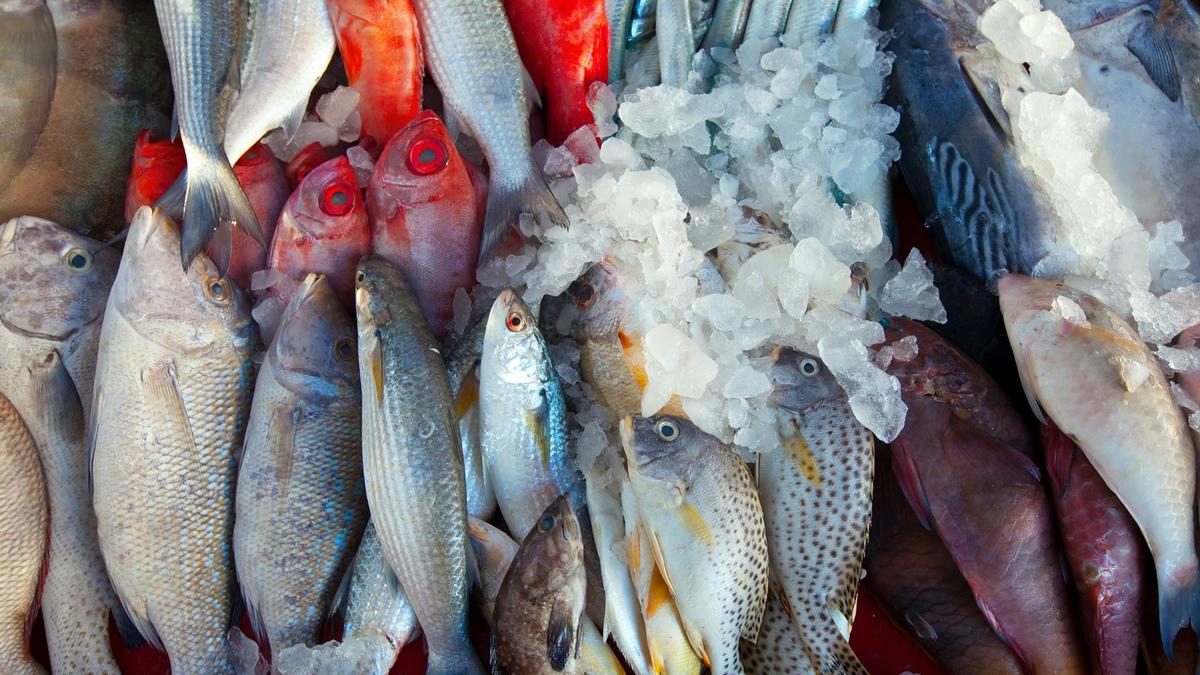 Ikan Konsumsi Segar